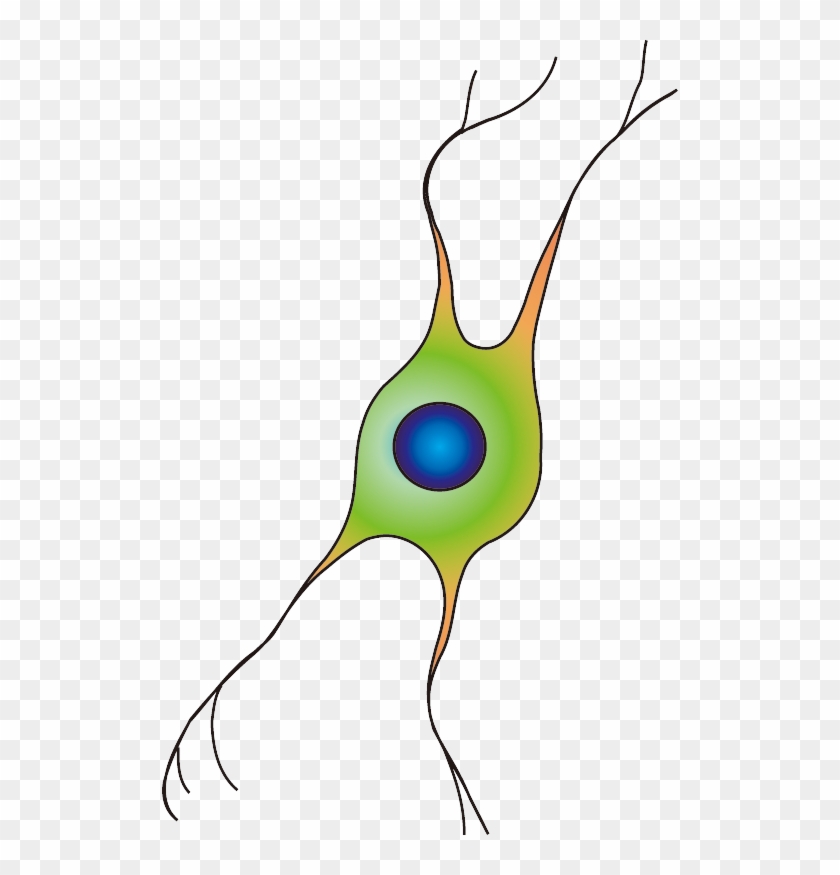 201102 Oligodendrocyte - - Oligodendrocyte Png #1728837