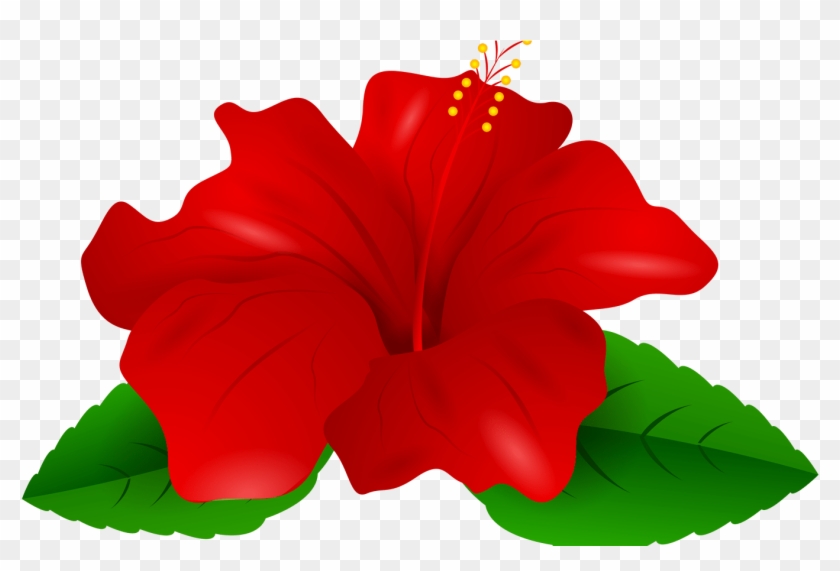 Red Hibiscus Transparent Png Clip Art Gallery Yopriceville - Transparent Background Hibiscus Png #1730043