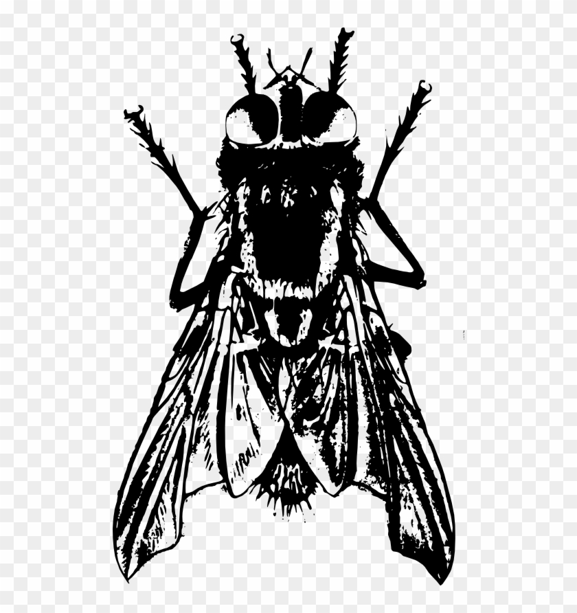 Mosca Disegno #1731439