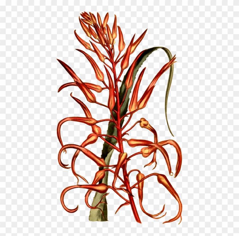 Commodity Flower Vegetable Line Plant Stem - Commodity Flower Vegetable Line Plant Stem #1732315