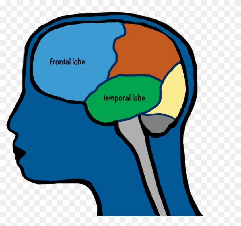 Rachael - Caudate Nucleus And Frontal Cortex #1732345