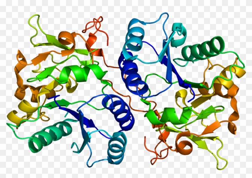 Cd171 Epitope #1732901