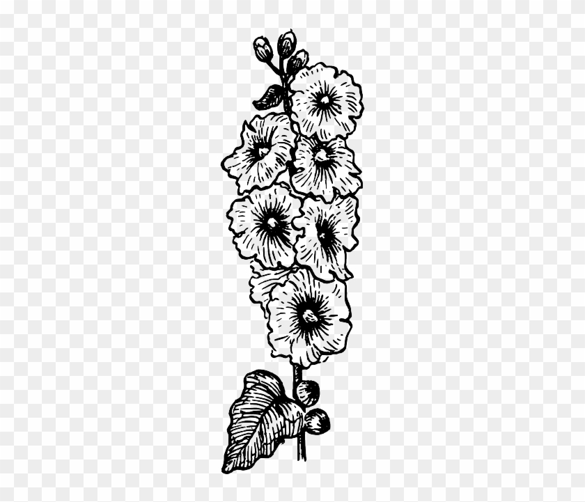 Botany Plant Biology - Hollyhocks Drawing #1736004