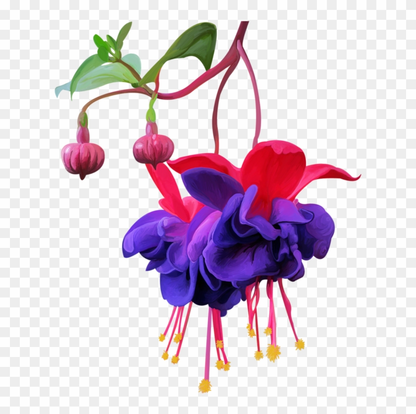 Фото, Автор Olga - Fuchsia #1737791