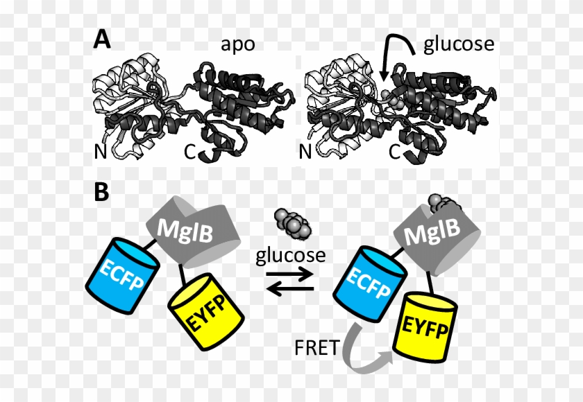 A Genetically Encoded Fret Sensor For Glucose Based - Diagram #1738668