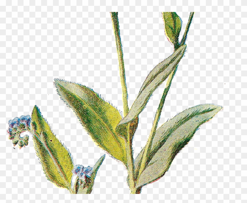 Wildflower Field Free Clipart - Field Flowers Png #1739902