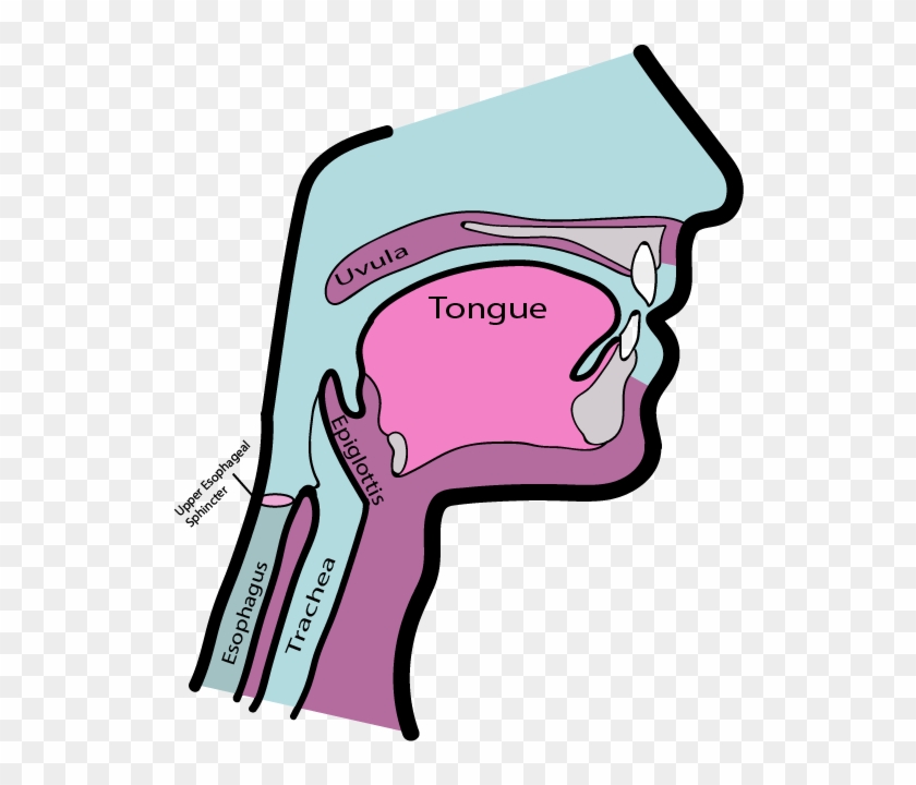 The Primary Reasons We Hear Noise When We Burp Is The - The Primary Reasons We Hear Noise When We Burp Is The #1740956