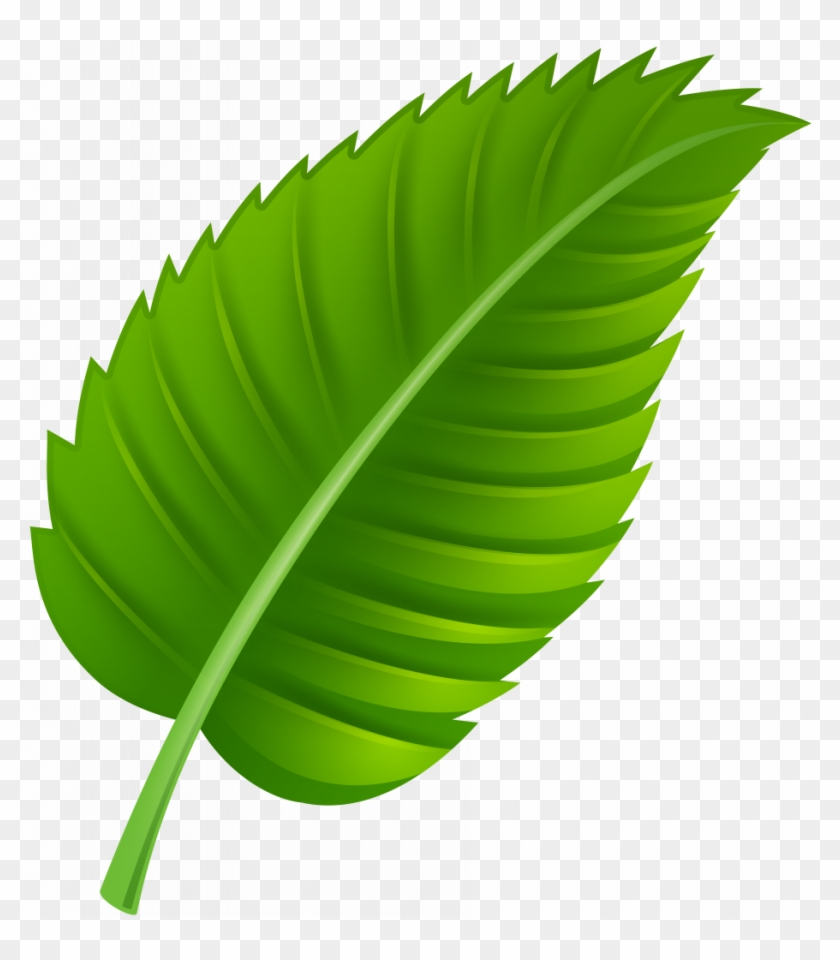 Download Leaf Images Clip Art - Clipart Leaf #1742212