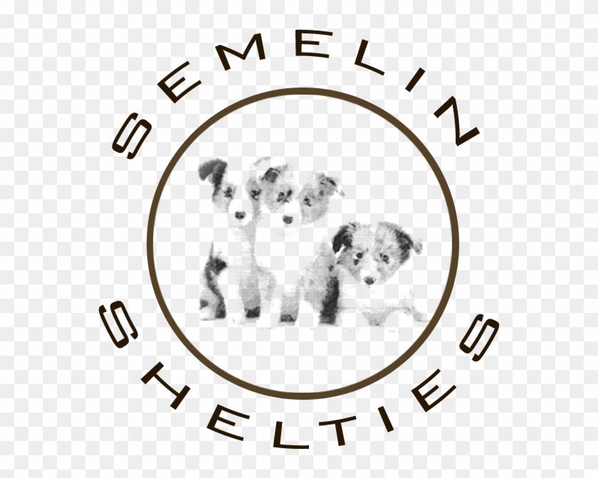 Shetland Sheepdog Laila Semelin - Shetland Sheepdog Hvalpe Logo #1743335