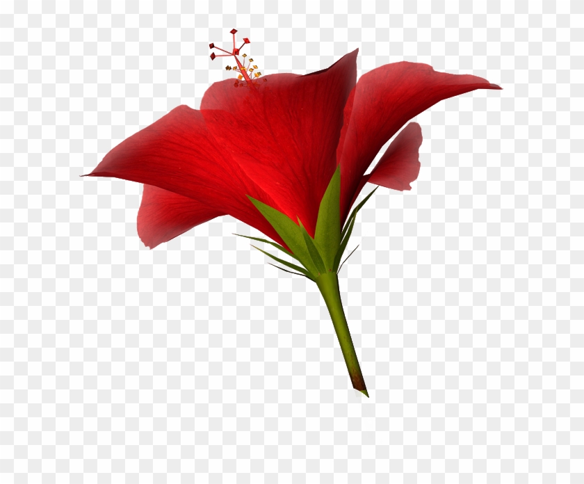 Free High Resolution Clip Art - Lily #1744216