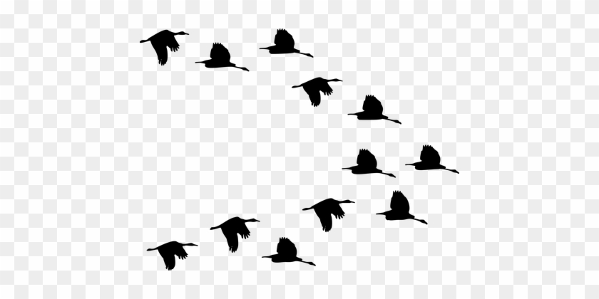 Flock Of Birds Clipart Transparent Pencil And In Color - Flock Of Birds Transparent Background #1753421