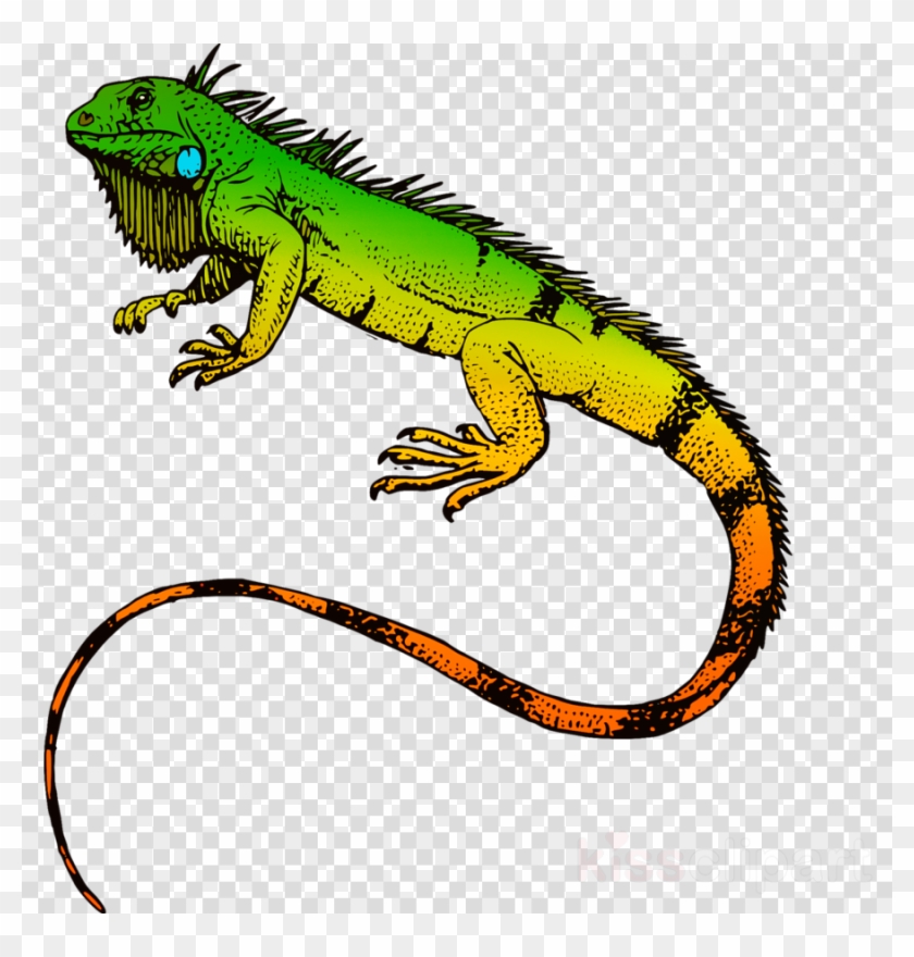 Blue Iguana Coloring Page Clipart Reptile Lizard Green - Blue Iguana Coloring Page Clipart Reptile Lizard Green #1754074