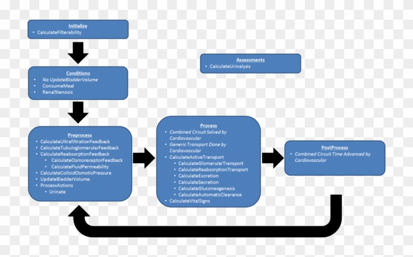 Urinary System Renal Flow Chart Diagram Wiring Diagram - Reabsorption In The Kidney Flow Diagram #1756179