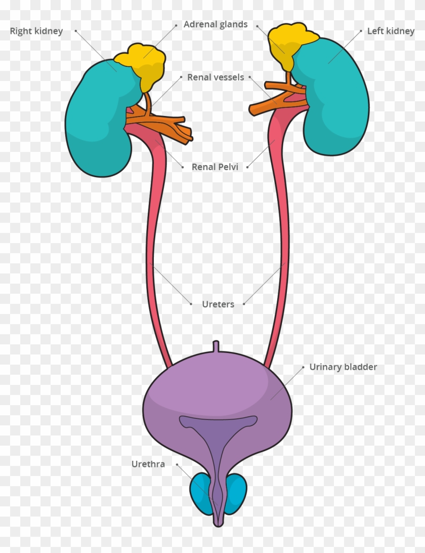 Urinary System - Urinary System Transparent #1756181