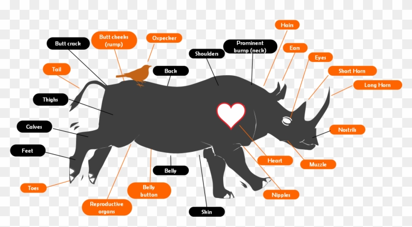 Make - Rhino Body Parts #1756353