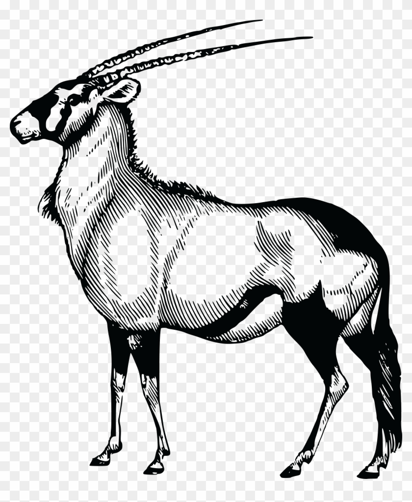 Free Clipart Of A Gazelle - Oryx Drawing #265669