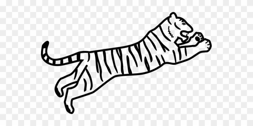 Tiger Wildcat Animal Cat Nature Mammal Wil - Bengal Tiger Easy Drawing #265892