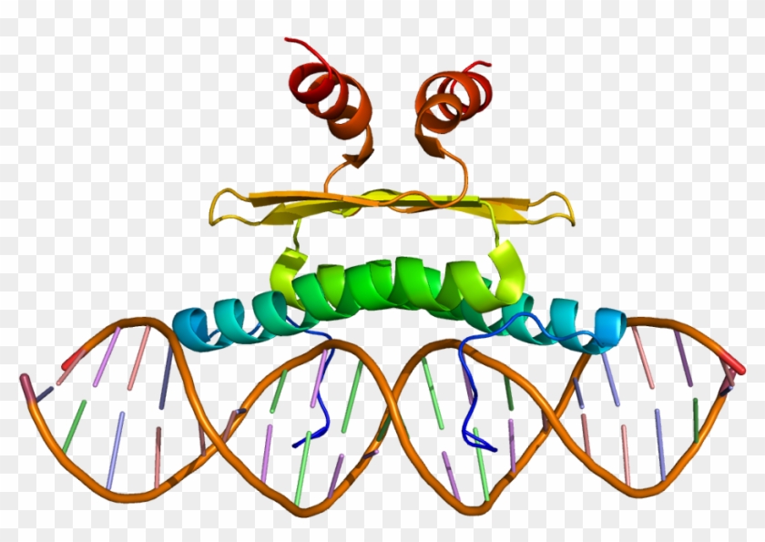 Mef2c Structure #1761665