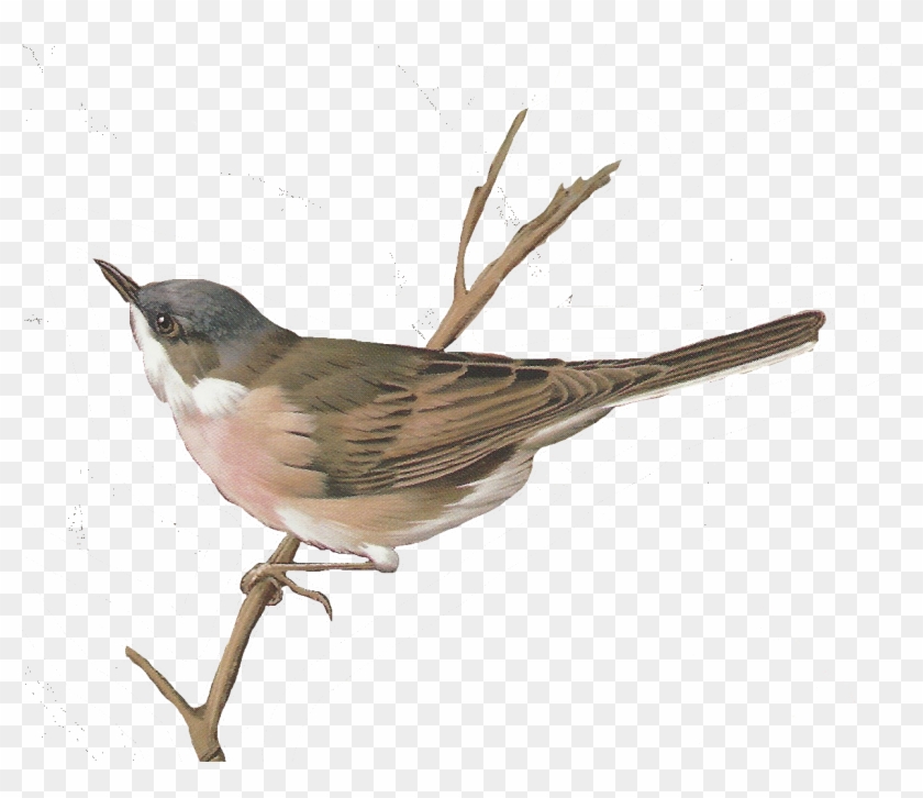 Free Images Of Birds - Birds Vintage Png #1761768