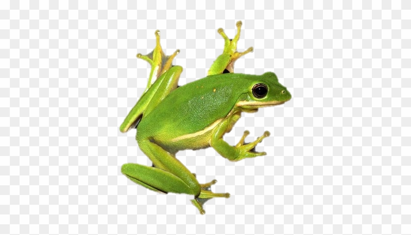 Spring Frog Clipart - Agalychnis #1762485