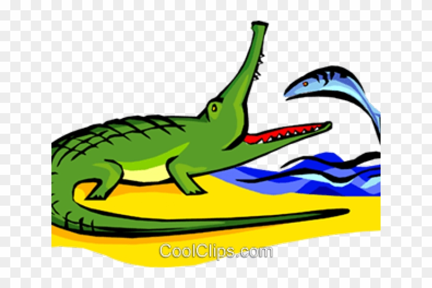 Alligator Clipart Alligator Egg - Alligator Clipart Alligator Egg #1762543