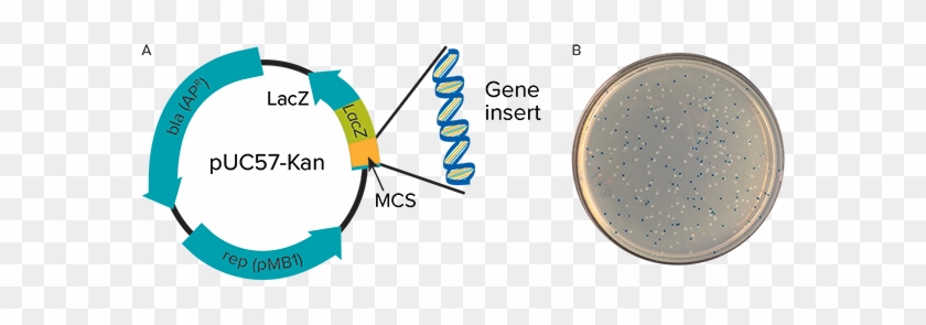 Vector System Automation - Blue White Screening Plasmid #1763770