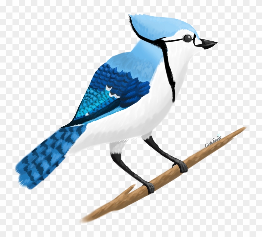 1000 X 799 3 - Blue Jay #1763776