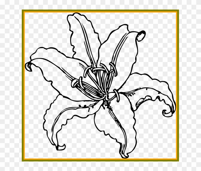 Ideas Of Lily Flower Outline For - Tiger Lily Line Drawing #1764344