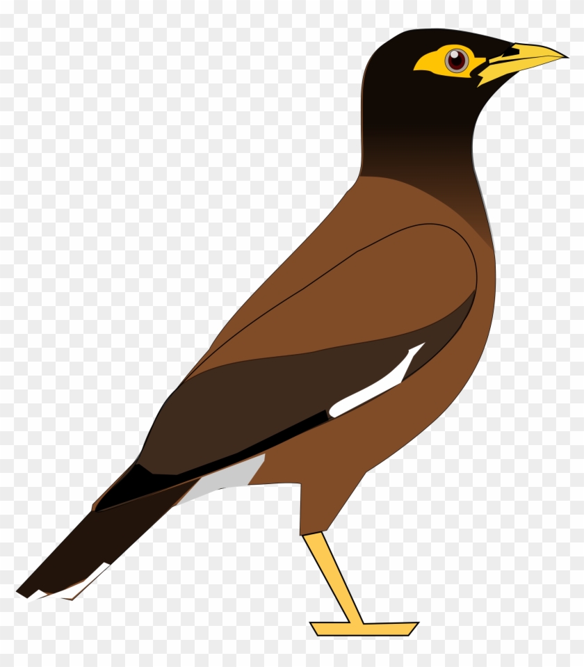 Common Myna Bird Common Hill Myna Clip Art - Mynah Png #269037