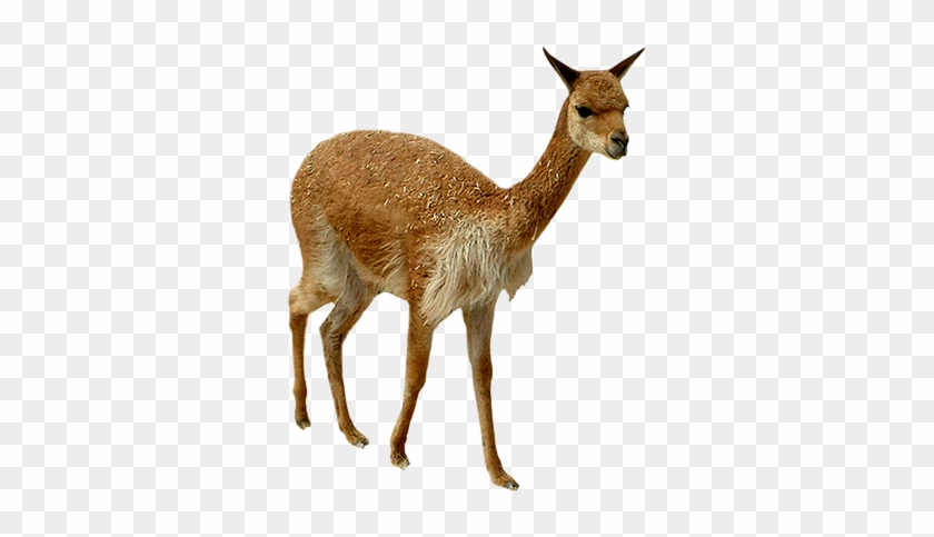 Lama Animal Clipart - Clip Art #52808