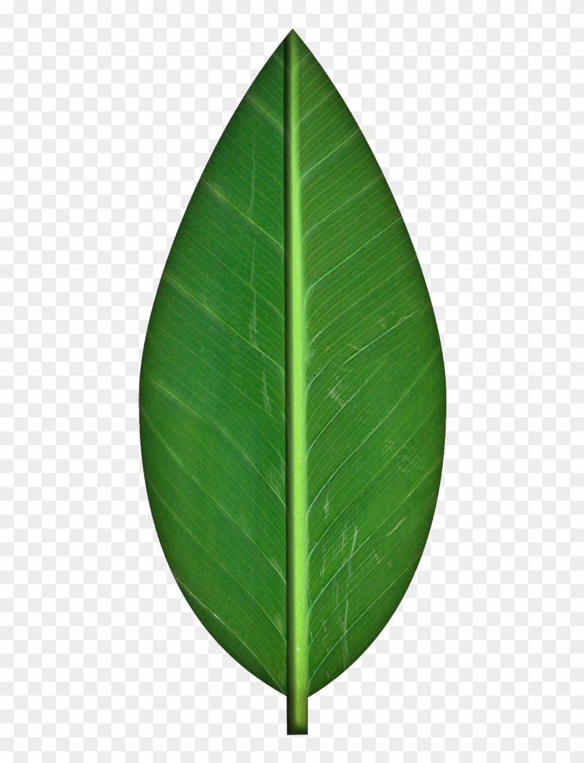 Leaves Transparent Background Clipart - Orange Tree Leaf Png #271181