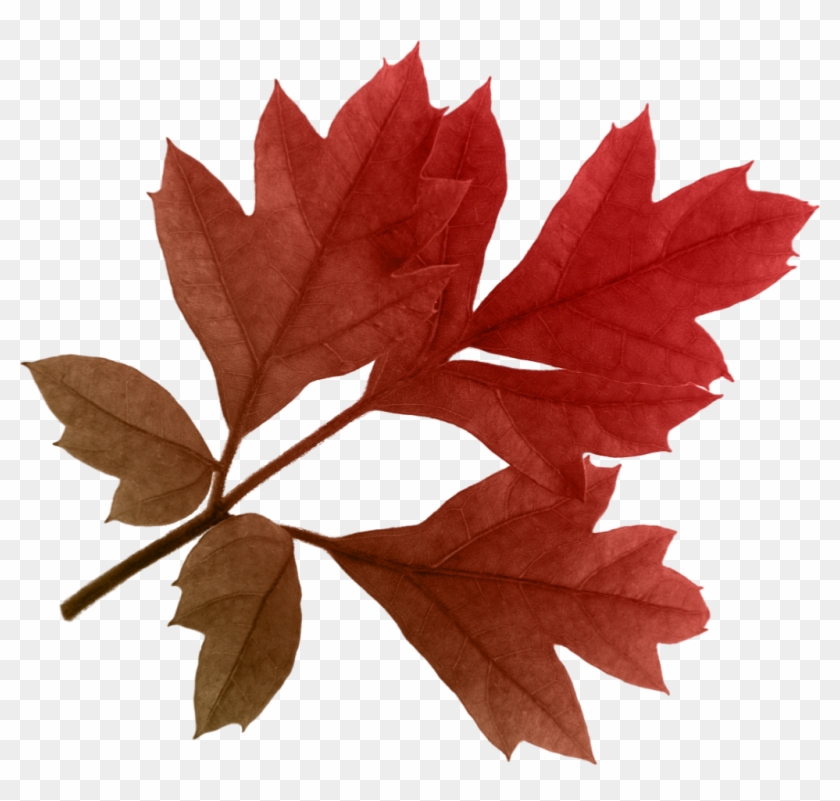 Autumn Png Leaf - Autumn Png Leaf #271962