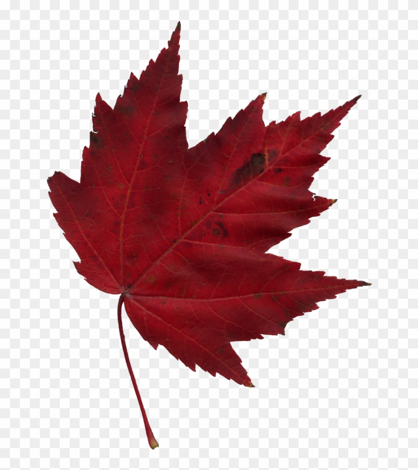 Canada Training Group - Maple Leaf #271999