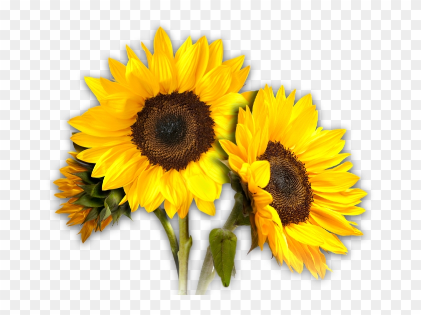 Sunflower Clipart Sunflower Clipart Pics - Sunflower Transparent #272034
