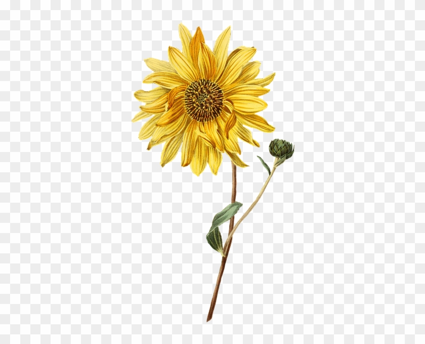 Vintage Sunflower Cliparts 4, Buy Clip Art - Inspire Positive Soul Sensations 2018 #272169