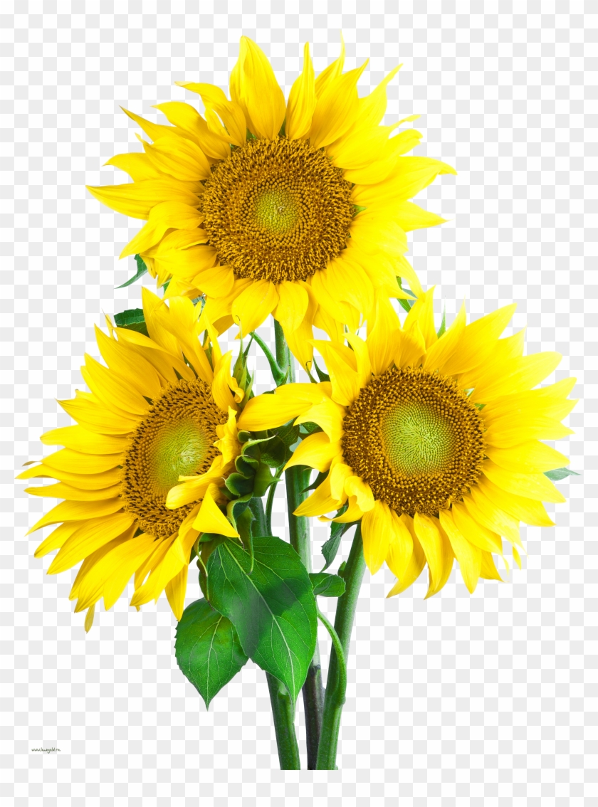   Sunflower Png Clipart #272229
