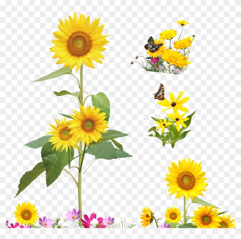 Common Sunflower Cartoon Illustration Yellow Sunflowers - Sodial Sunshine Sunflower Butterfly Dancing In Summer #272219