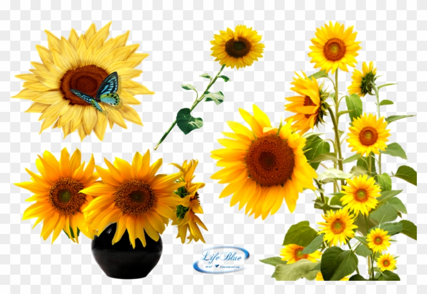 Sunflower Transparent Background Png - Sunflowers Png #272292