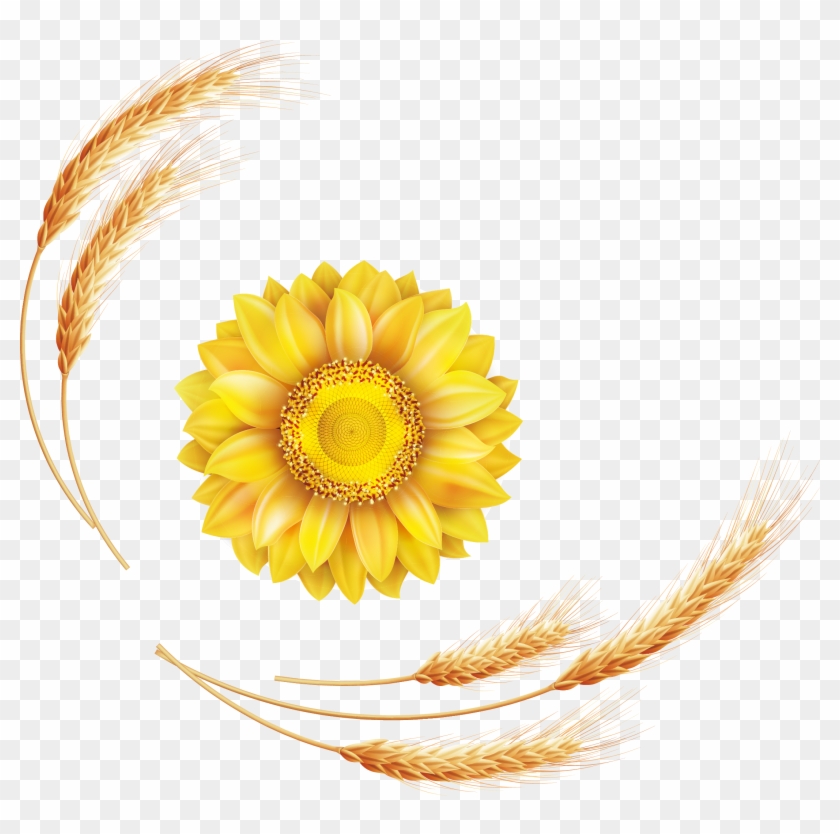 Common Sunflower Euclidean Vector - Common Sunflower Euclidean Vector #272555