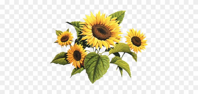 Http - //data0 - Eklablog - Com/liledekahlan/mod Article1481827 - Vintage Sunflower Drawing #272557