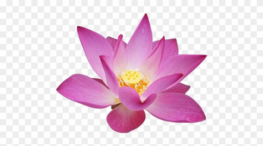 Lotus Flower Clipart - Magical Book Of Affirmations: 405 Powerful Affirmations #272756