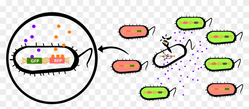 If Expressed By One Bacterial Strain, The Other Bacterial - If Expressed By One Bacterial Strain, The Other Bacterial #272899
