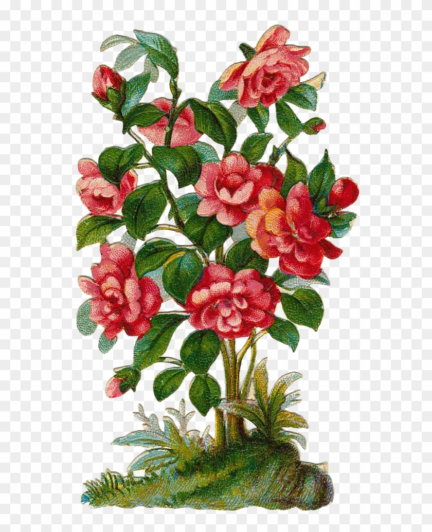 Scrap Cliparts - Rose Bush Clipart #273526