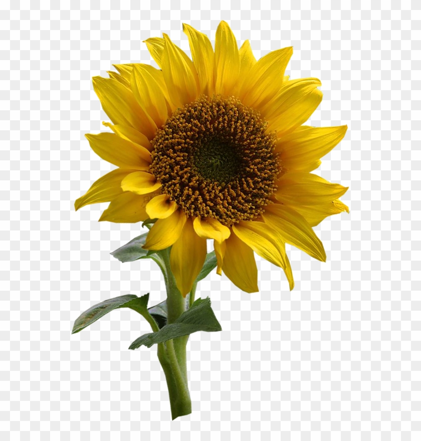 Tubes Fleurs Nurcan Cüceoğlu/emeksensin - Toilet Tattoos Tt-1901-r Sun Kissed Sunflowers Design, #273590