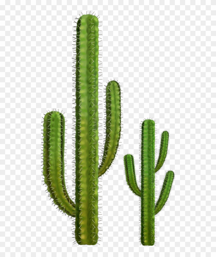 Cactus Png #274144