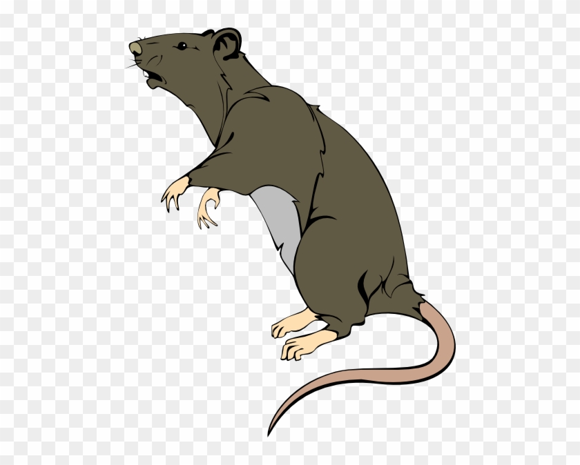 Clip Art Rat & Clip Art Rat Clip Art Images - Free Clipart Rat #274377