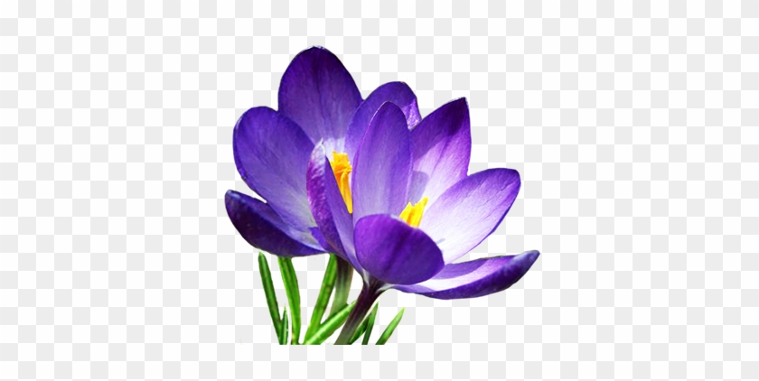 Spring - Крокус Png #274774