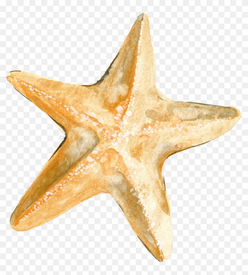 Starfish Download - Drawing Starfish - Starfish Download - Drawing Starfish #275030