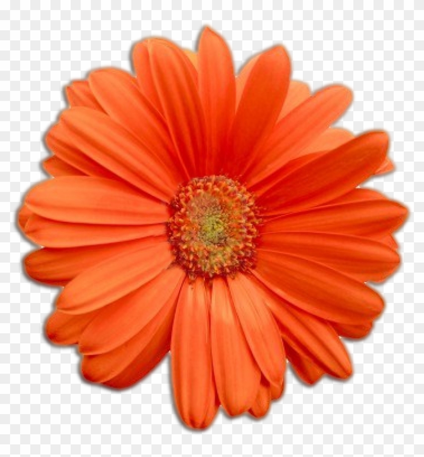 Flower - Flower #275338