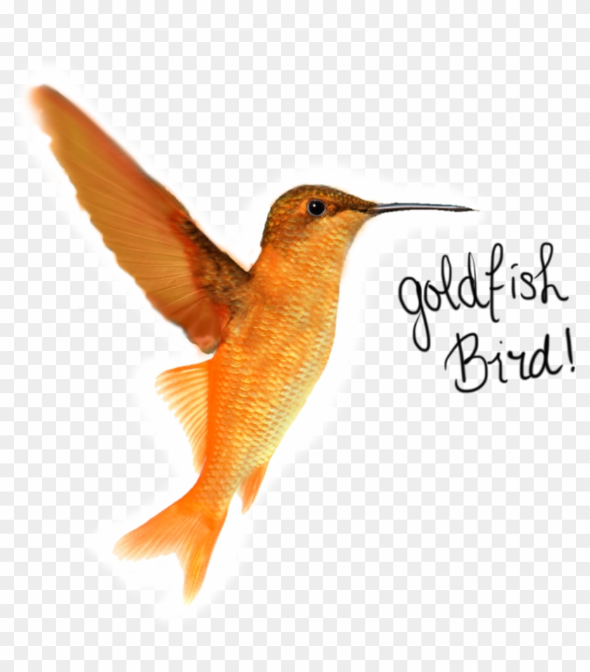 Goldfish Bird By H-nnaa - Goldfish Bird #275954